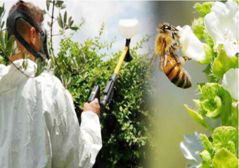 Охрана пчел от отравления пестицидами
