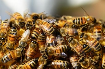 Памятка по взаимодействию  производителей  растениеводческой продукции и пчеловодов ПК
