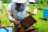 Собрание пчеловодов