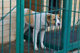 В Яковлевском районе определена организация по отлову безнадзорных животных