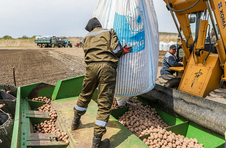 Более 1000 гектаров картофеля и овощей посадили в Приморье