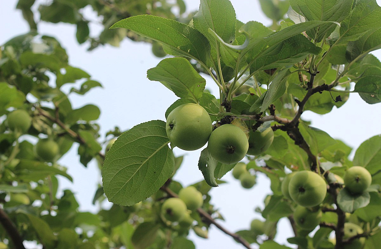 До 80 тонн яблок планирует выпускать на рынок одно из хозяйств Приморья