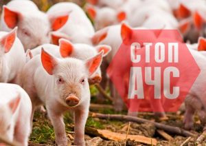 Вспышки африканской чумы свиней вновь зарегистрированы на территории Приморья