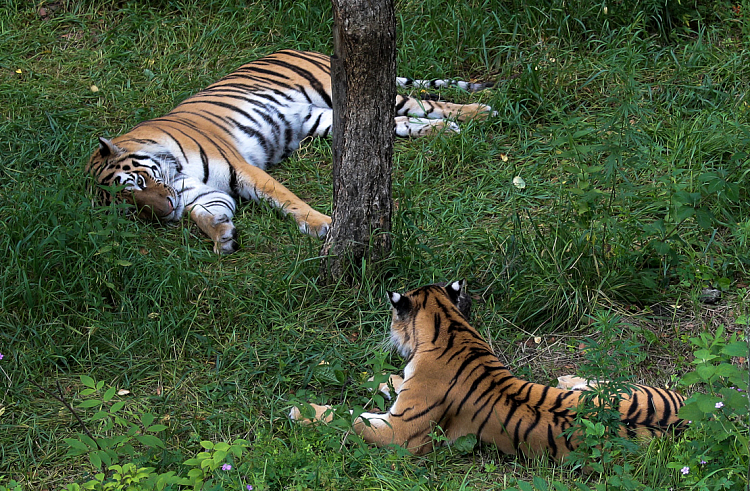 Маму троих тигрят нашли в Приморском крае