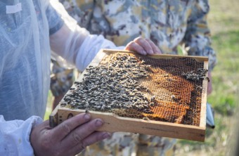 Почти 7 тысяч тонн меда собрали пчеловоды Приморья