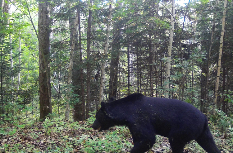 В Приморье обезвредили медведя в населенном пункте