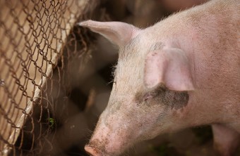 Почти в 3 раза увеличилось производство свинины в Приморье