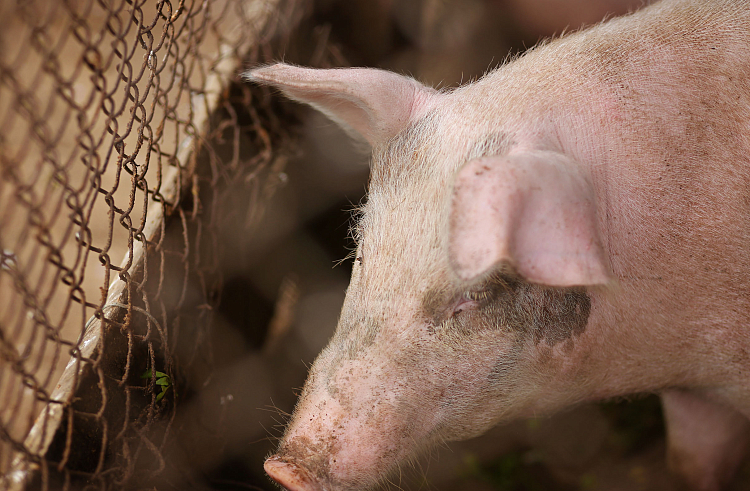 Ветеринары блокировали распространение вируса АЧС на свиноводческом комплексе в Приморье