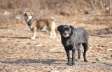 Еще 27 безнадзорных собак отловят в Яковлевском районе