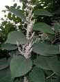 Опасность распространения растения Рейнутрия японская