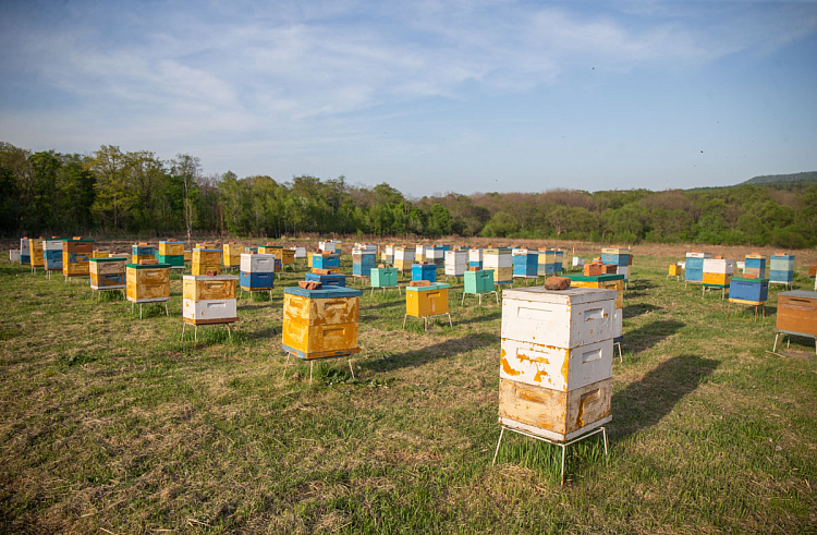 Пасечники Приморья готовят пчел к медосбору с липы
