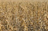 Озвучена предварительная сумма ущерба сельскому хозяйству от ЧС в Приморье