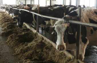 На 1,3% увеличилось производство молока в Приморье