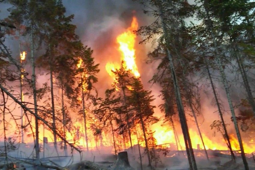 Глава Приморья поручил усилить профилактику лесных пожаров.