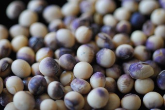 Информационный листок Россельхознадзора о фитосанитарных рисках, связанных с распространением карантинного объекта - возбудителя пурпурного церкоспороза сои