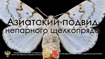 О фитосанитарном состоянии