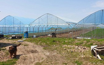 Многодетный отец наладил тепличный бизнес с помощью господдержки в Приморье.