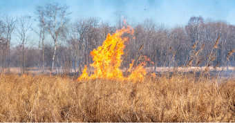 В Приморье введен противопожарный режим
