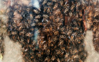 Эксперты предупреждают об опасности завоза «импортных» пчёл в Приморье